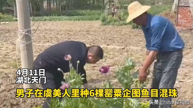 鱼目混珠！男子菜地里种罂粟和虞美人混一起 被依法行政处罚