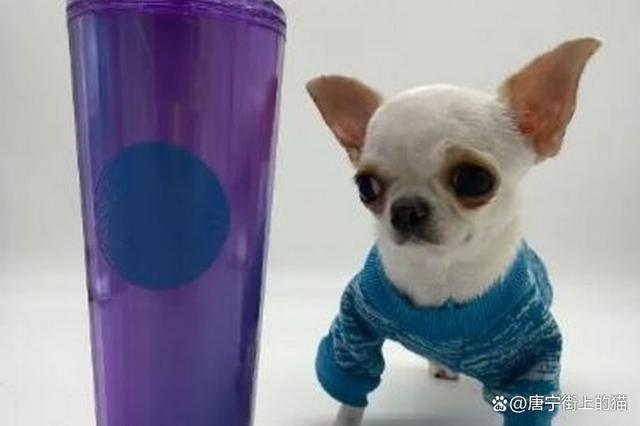 世界上最矮的狗 和“1美元钞票”差不多高 体重只有1斤！太震惊了！