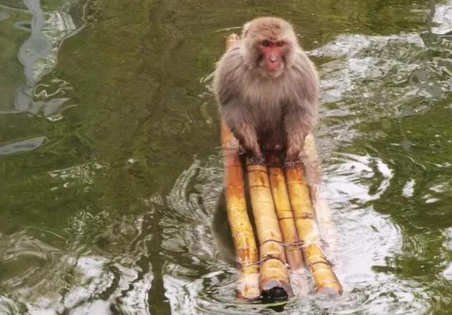 南京网红暴猴已单独饲养：遭动物园猴群“集体霸凌”