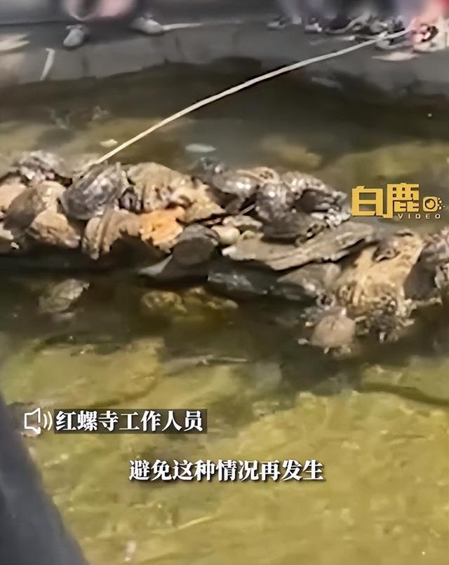 女游客拿树枝把乌龟捅下水 景区：只能劝导制止
