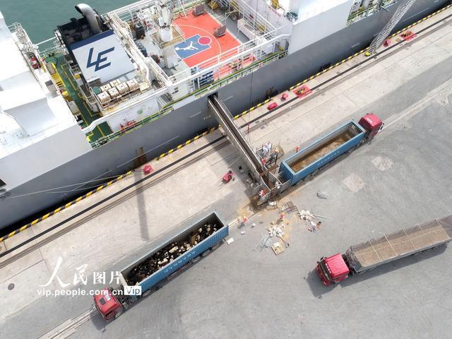 青岛3000余头活牛入境 来自新西兰，将运往国内其它地区进行种群繁育