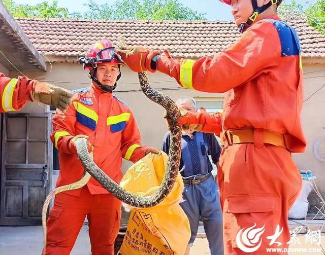 2.5米长大蛇溜进鸡圈吃鸡蛋 消防员上演“捕蛇记”