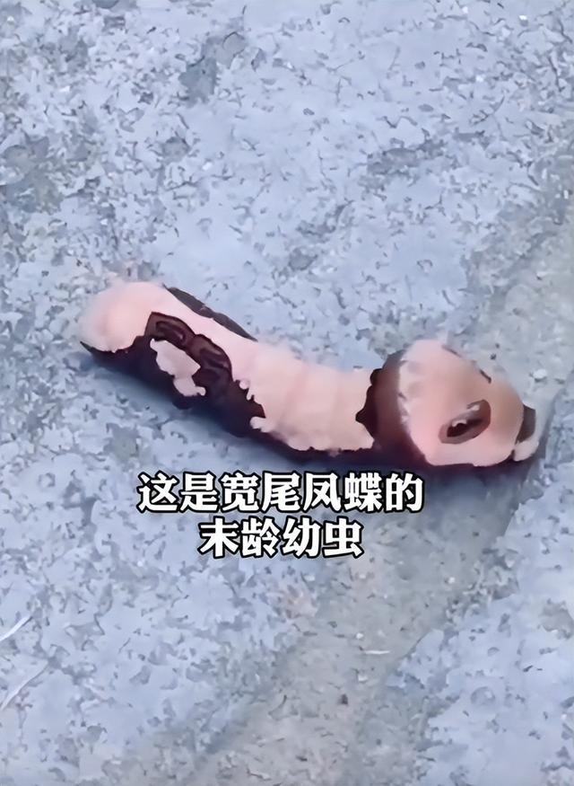 专家科普“一只长得像熊猫的虫”：国家二级保护物种