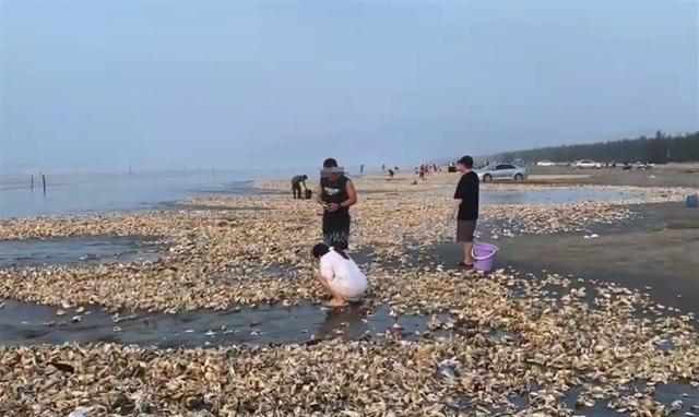 广东汕尾海滩突现大量生蚝有居民捡了200斤 官方：来路不明建议尽量别吃