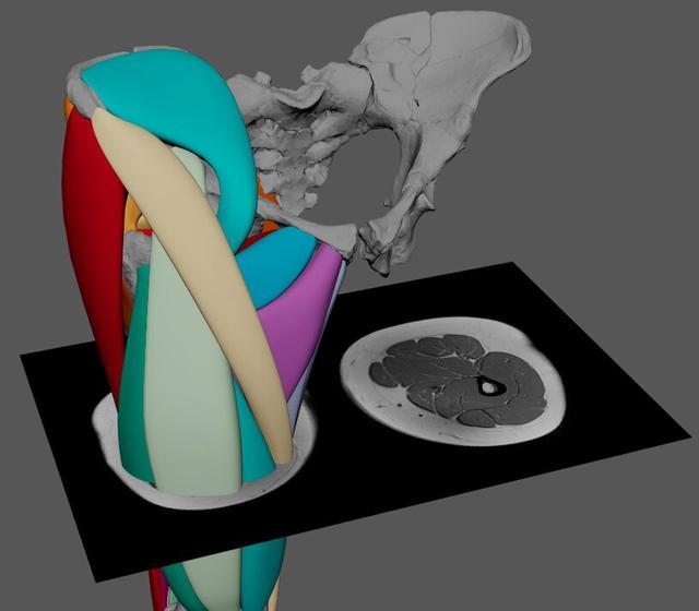 首次古人类肌肉重建确认 最新研究中科学家重新对她进行了科学3d建模