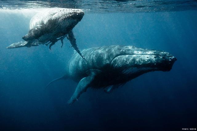 座头鲸被称为海中歌唱家，雄性座头鲸每年有6个月整天在唱歌