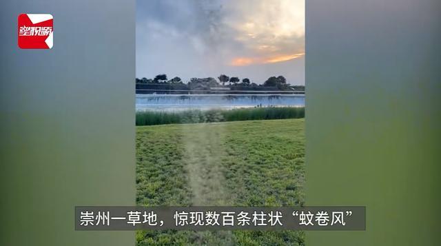 成都一草坪惊现“蚊卷风”，专家：蚊子大规模交配