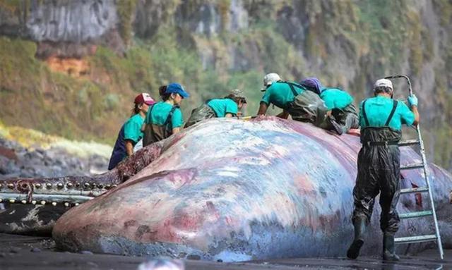 抹香鲸尸体中被发现9.5公斤龙涎香 价值人民币392万