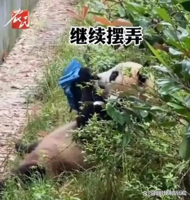大熊猫捡到游客的伞还给撑开了 以为天降“笋笋”