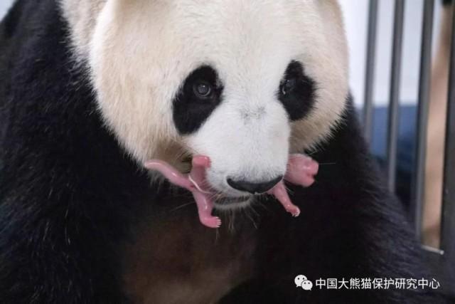 旅韩大熊猫爱宝诞下双胞胎 老大重180克老二140克