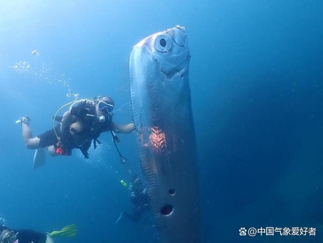 台湾发现深海罕见皇带鱼 身长2米被称为“海魔王”