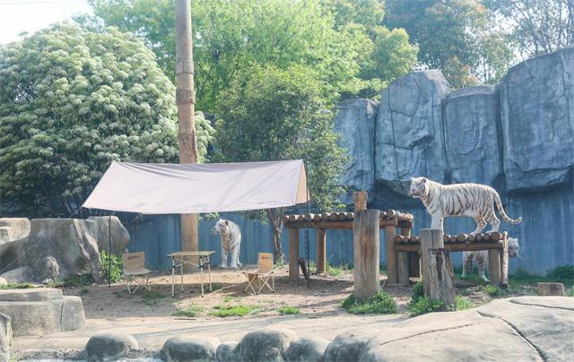 帐篷被老虎瞬间撕碎！悬赏与虎同住动物园被罚25万