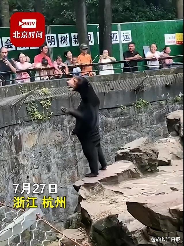 杭州动物园黑熊争议事件回应称，肯定不是人扮的不会出现这种情况