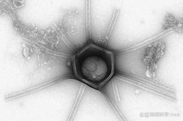 美国森林中发现巨型病毒：是目前已知的最大病毒之一