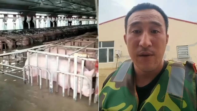 一猪场5000头猪被围困 急需救援