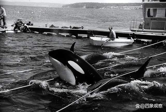虎鲸洛丽塔被圈养后去世 它刚退休几个月原本计划将它放归太平洋