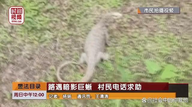 北京大兴现巨型蜥蜴 市民报警：民警出动抓获，专家推断是被放生！
