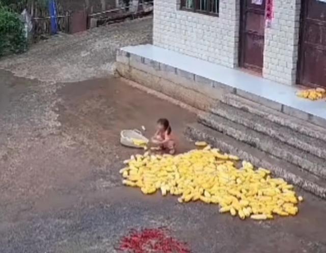 女孩哭着收地上的玉米 爸爸：虽小但懂得珍惜粮食