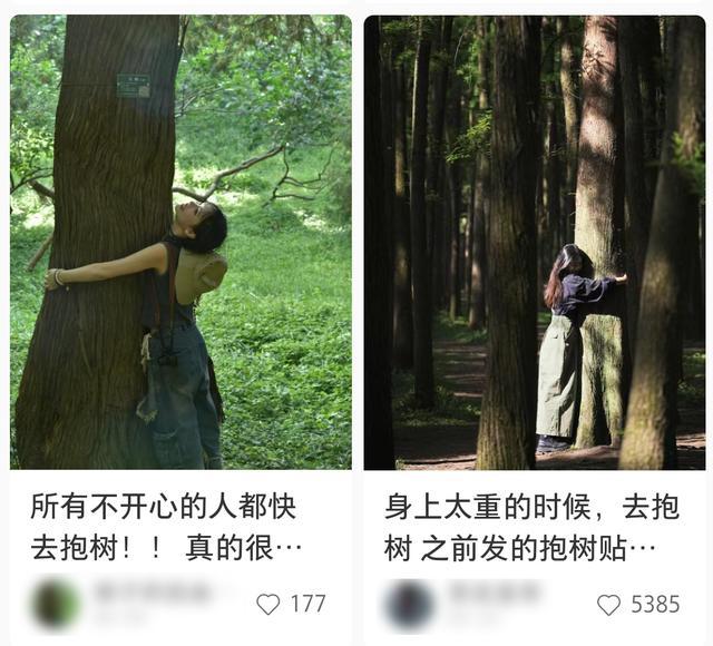 港媒：中国年轻人兴起“抱树”，通过亲近绿植减压