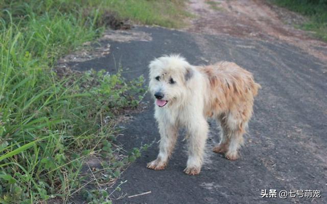 泰国现忠犬八公！小狗走丢4年在原地苦等主人，再偶遇却不跟主人走了