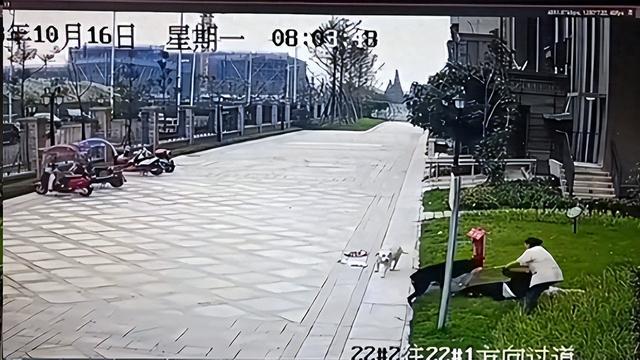 撕咬女童恶犬黑狗主人唐某被采取刑事措施被抓 主动投案承认错误