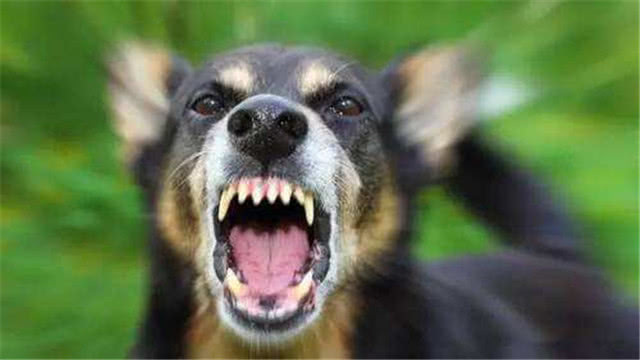 女童在小区内被烈犬撕咬受伤,如果孩子被狗追逐该怎么办?
