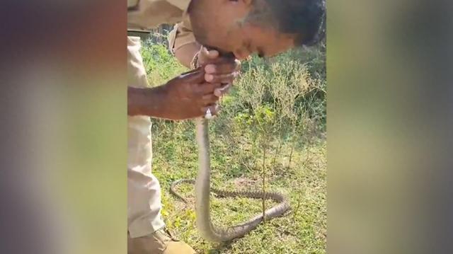 印度警察给蛇做人工呼吸视频走红，自称已拯救500条蛇