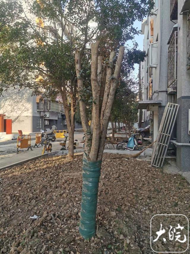 将花坛内一棵直径约20公分正盛开的桂花树连根锯断 毁树男子已将桂花树补栽
