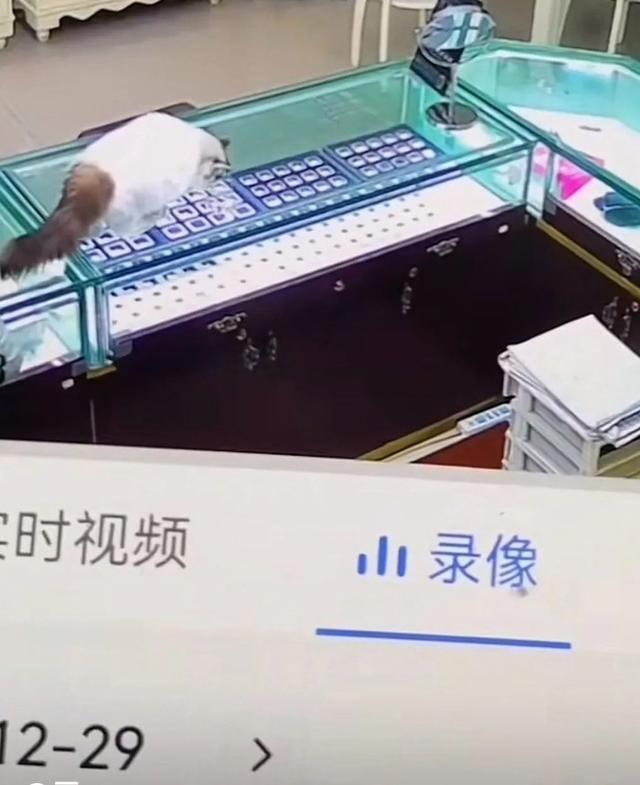 猫咪吞食顾客1克拉钻石 此事引发热议