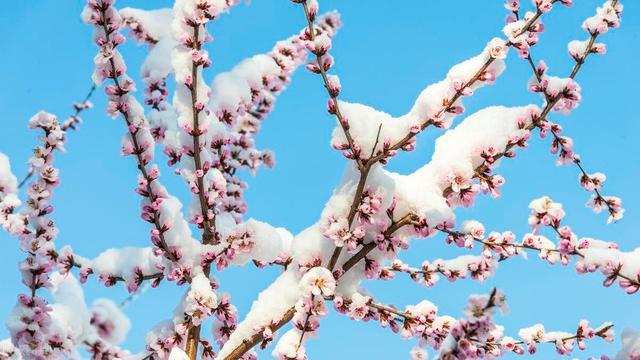 ​“倒春寒来不来，就看正月十八”今年是冷春吗？