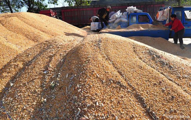 玉米价格大范围上涨！目前干玉米多少钱一斤？