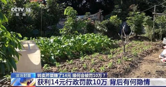 老农转卖菜赚14元被罚10万最终不予执行