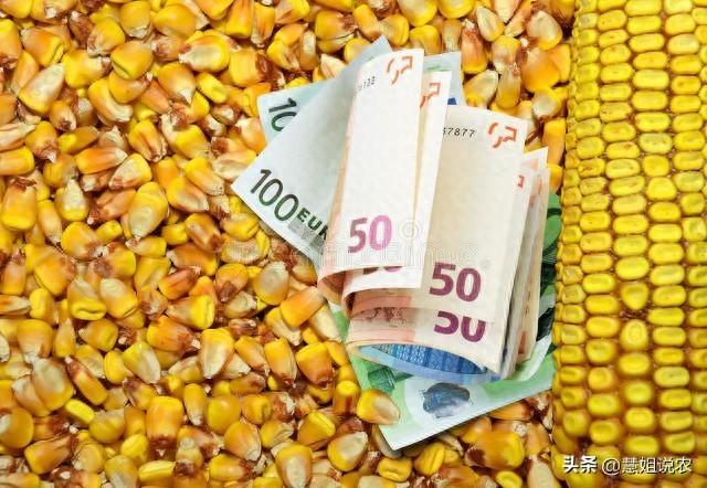 玉米涨得“心惊肉跳”暴涨120元 国际玉米价格也涨