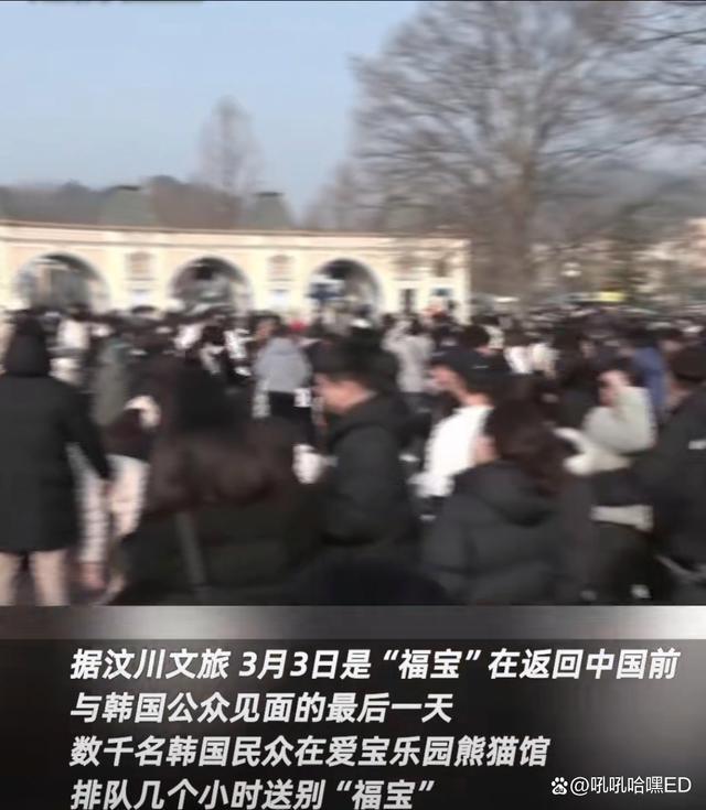 福宝回国将落户神树坪，欢迎回家喽～