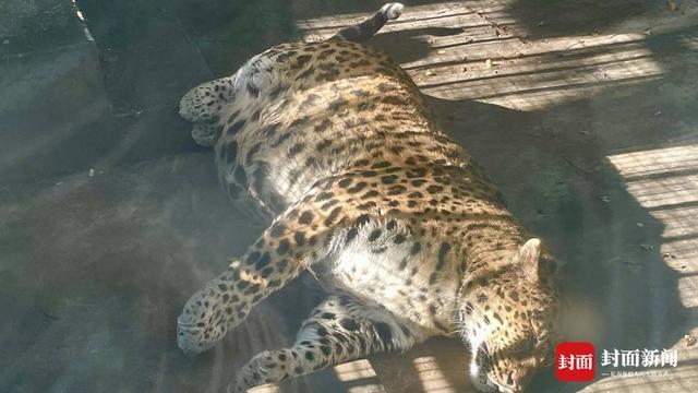 四川“豹警官”因胖意外走红 网友：第一次对‘豹饮豹食’有了具象化理解