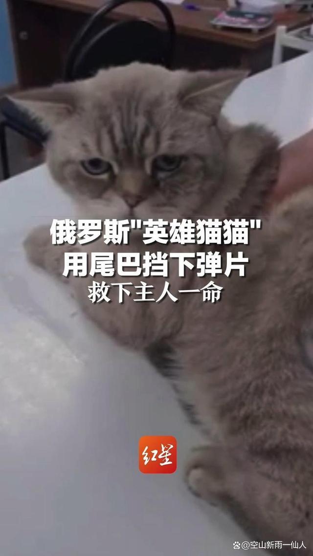 俄罗斯英雄猫用尾巴挡弹片救主人 女主人安全无虞