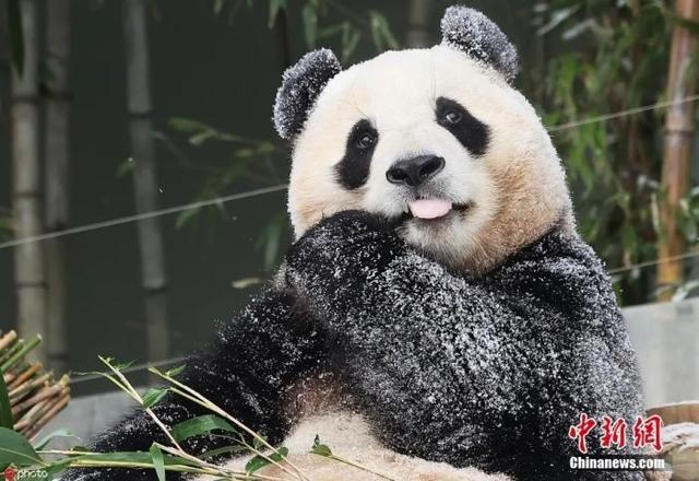 “顶流明星”福宝回国韩国民众舍不得，大熊猫福宝的成长日记