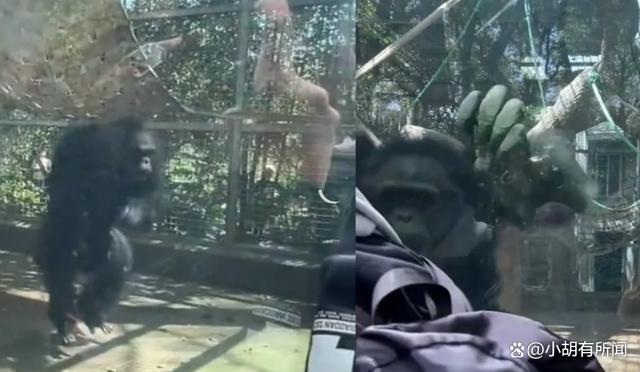 大猩猩疑被游客挑衅怒撞玻璃 建议跟大猩猩关一起