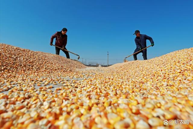 传言玉米进口拍卖重新启动？大豆一项新补贴！