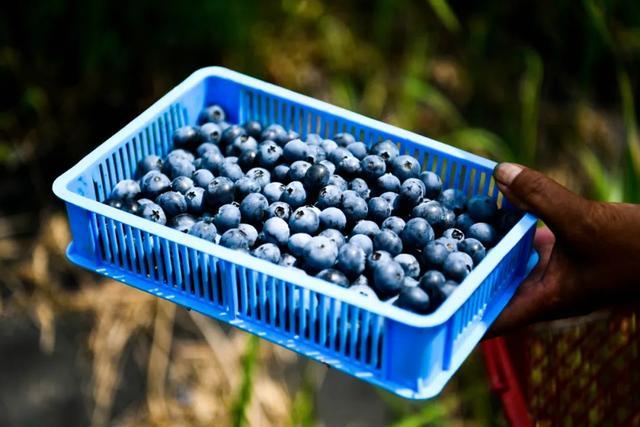 蓝莓爆单采购热度飙涨1100% “浆果之王”引爆市场