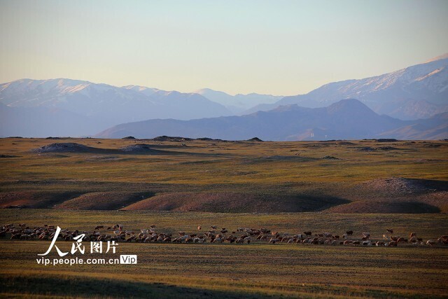 新疆阿勒泰：700万头牲畜已转场，春牧场景壮观