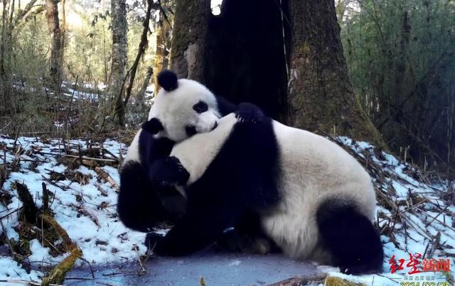 野生大熊猫母子的贴贴日常