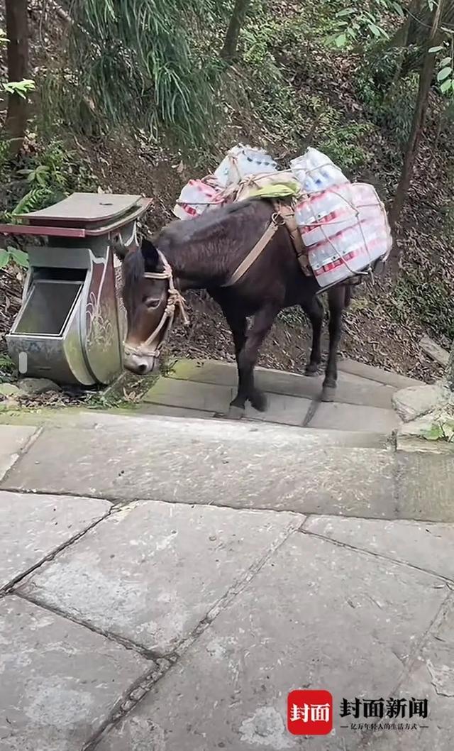峨眉山景区回应骡子负重前行 确保动物福利，合理负重运输