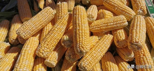 玉米要涨？官方的一个数据 市场再次澎湃
