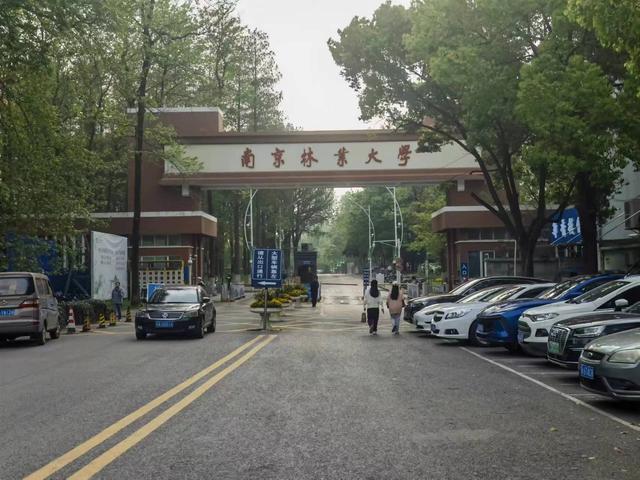 南京林业大学青年教师自杀，知情人：未降级，曾长期患抑郁症