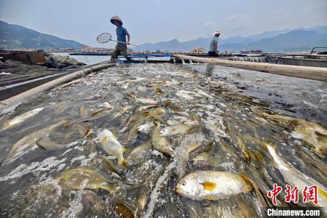 大黄鱼：从濒临灭绝到人工育种养殖