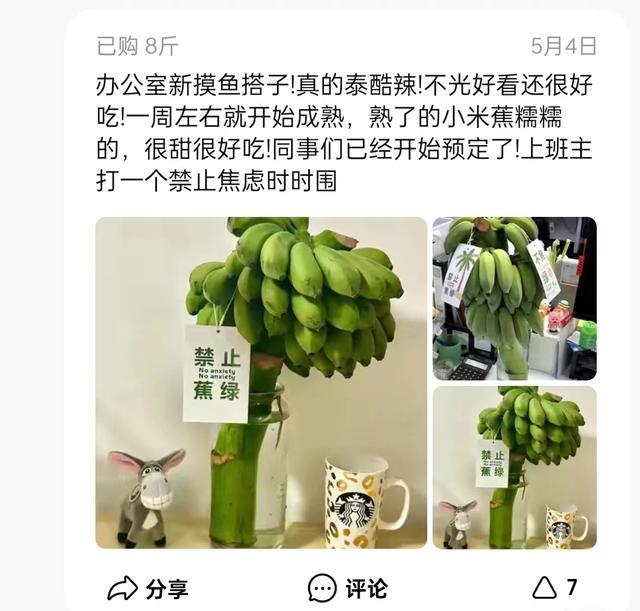 拒绝焦虑从养香蕉开始 水培绿植变身职场新宠