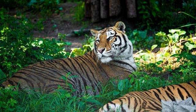 央媒谈动物园老虎死亡：严肃追责，野生动物保护法遭漠视