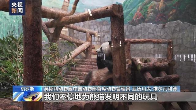 旅俄大熊猫一家见证中俄友谊佳话 共育新生书写温馨篇章