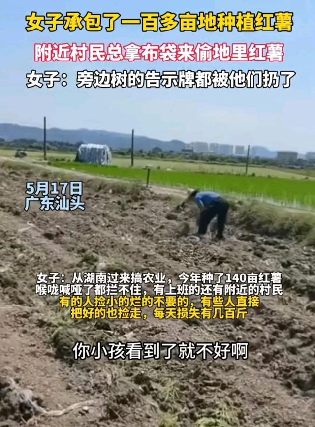 女子承包地种红薯 村民拿麻袋偷捡 农田安全谁来守？